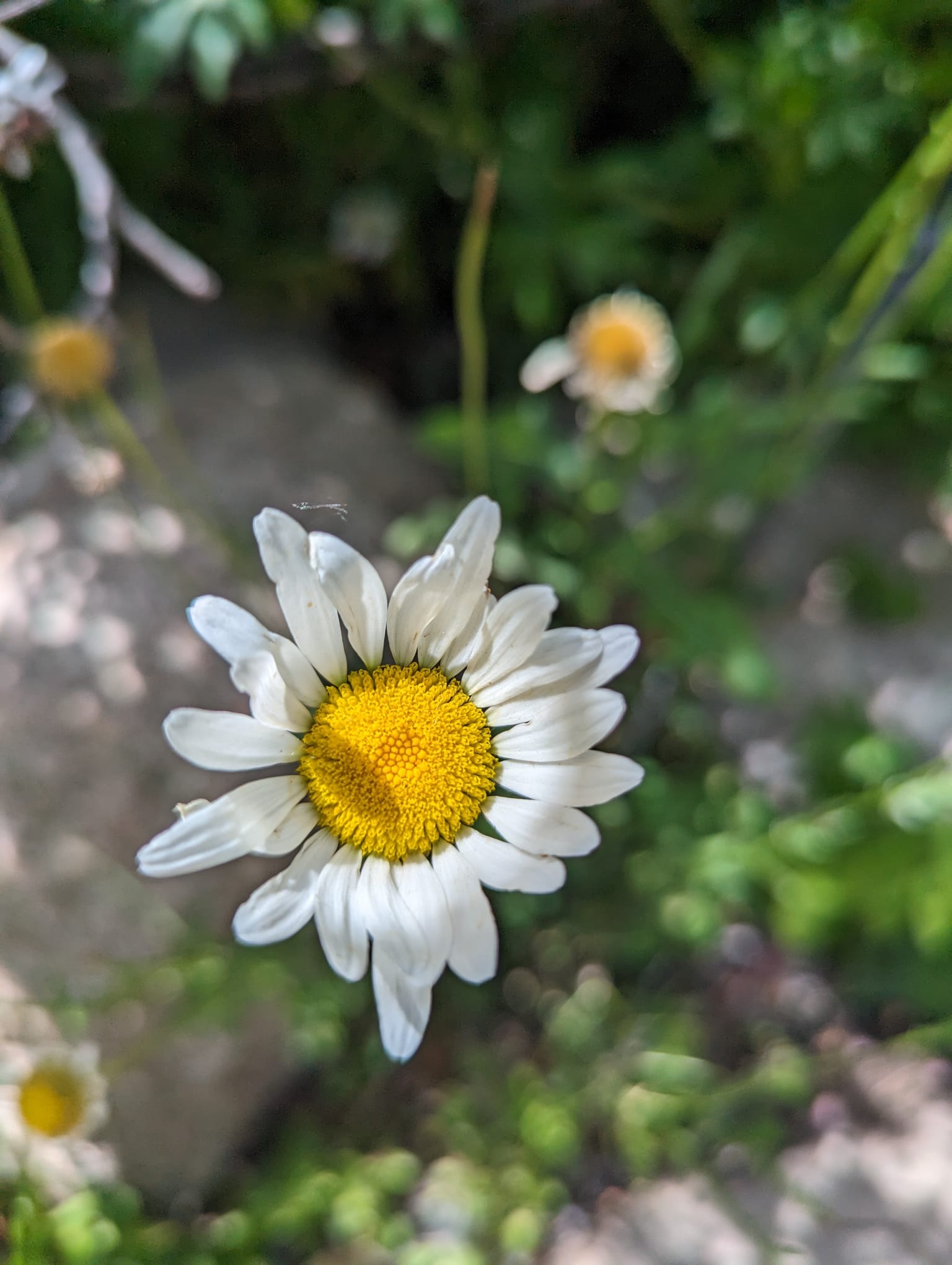 Daisy Flower