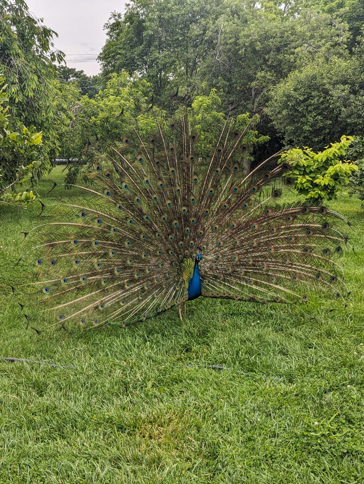 Peacock