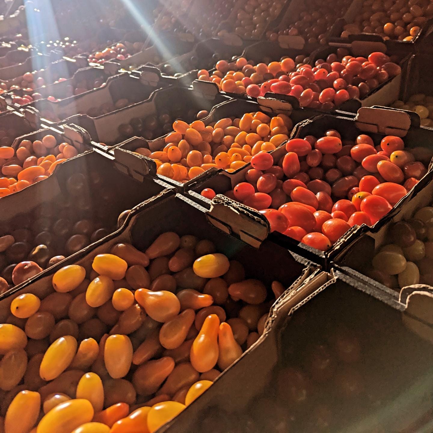 Sun-Kissed Tomatoes