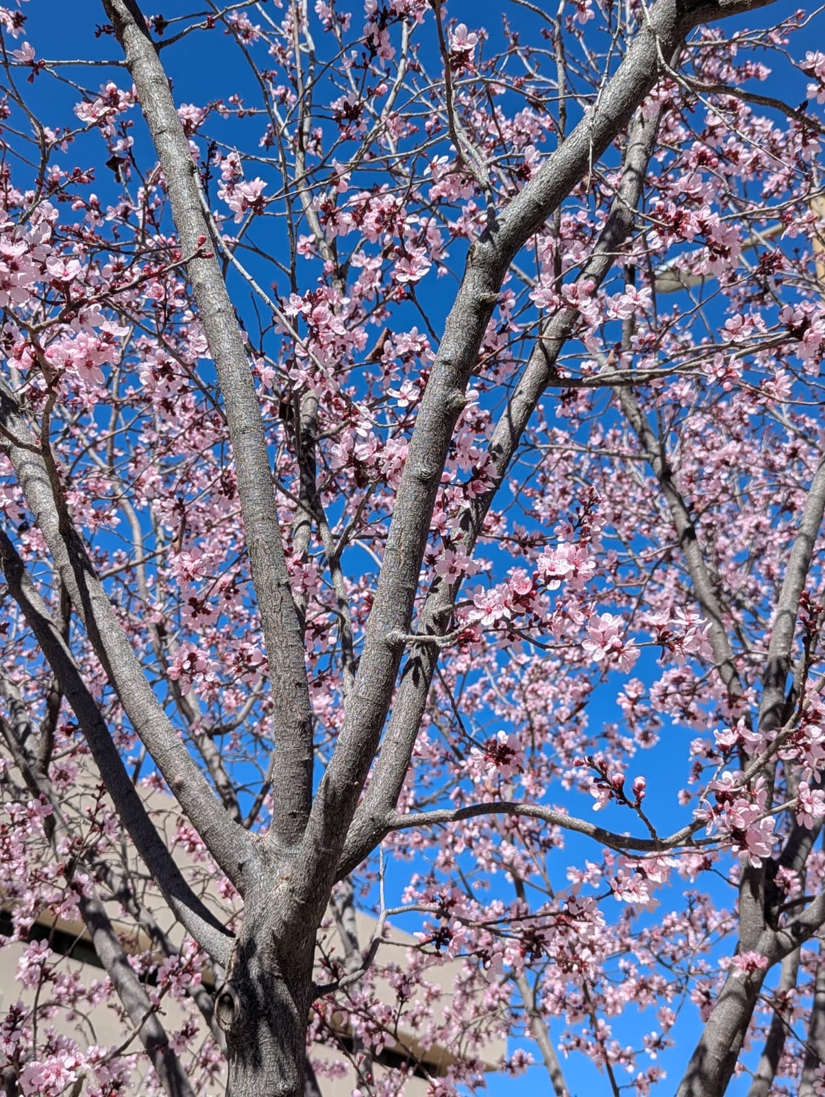 Blooming Pause